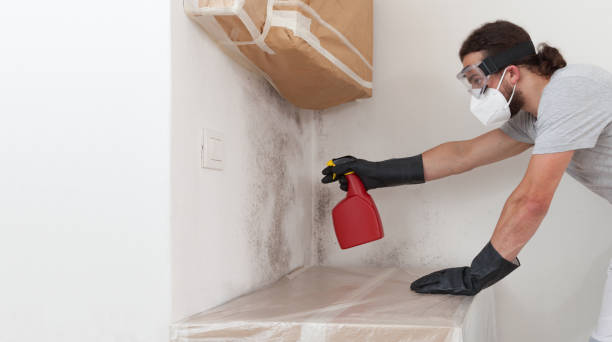 Basement Mold Remediation treatment on basement walls in Port Washington
